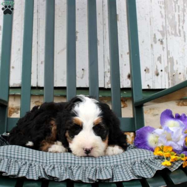 Calder, Bernedoodle Puppy